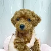 トイプードル(トイ)【岡山県・男の子・2025年6月2日・レッド】の写真2