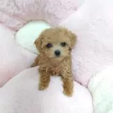 ティーカッププードル【岡山県・女の子・2025年6月2日・アプリコット】の写真3