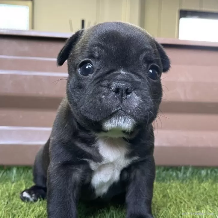 フレンチブルドッグ【香川県・女の子・2025年11月3日・ブリンドル】の写真1