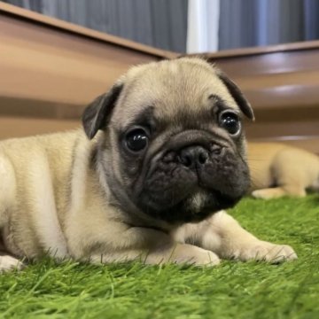 フレンチブルドッグ【香川県・男の子・2025年9月7日・フォーン】の写真「短足ショートボディ♡抜群の可愛さです!」