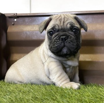 フレンチブルドッグ【香川県・男の子・2025年9月7日・フォーン】の写真「短足ショートボディ♡抜群の可愛さです！」