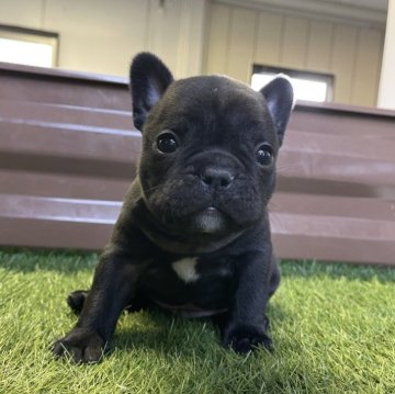 フレンチブルドッグ【香川県・男の子・2025年11月3日・ブラックブリンドル】の写真「イチオシ真っ黒艶々‼️」