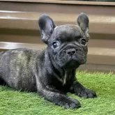 フレンチブルドッグ