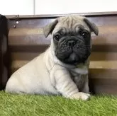 フレンチブルドッグ