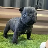 フレンチブルドッグ