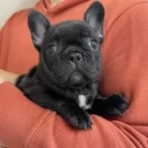 フレンチブルドッグ