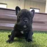 フレンチブルドッグ