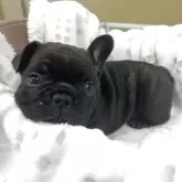 フレンチブルドッグ