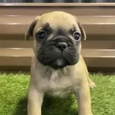 フレンチブルドッグ