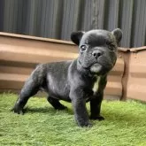 フレンチブルドッグ【香川県・女の子・2025年11月3日・ブリンドル】の写真2