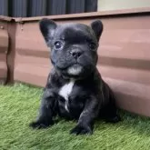 フレンチブルドッグ【香川県・女の子・2025年11月3日・ブリンドル】の写真3