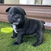 フレンチブルドッグ【香川県・女の子・2025年11月3日・ブリンドル】の写真4