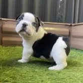 フレンチブルドッグ【香川県・男の子・2025年9月26日・パイド】の写真6