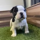 フレンチブルドッグ【香川県・男の子・2025年9月26日・パイド】の写真7