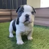 フレンチブルドッグ【香川県・男の子・2025年9月26日・パイド】の写真8