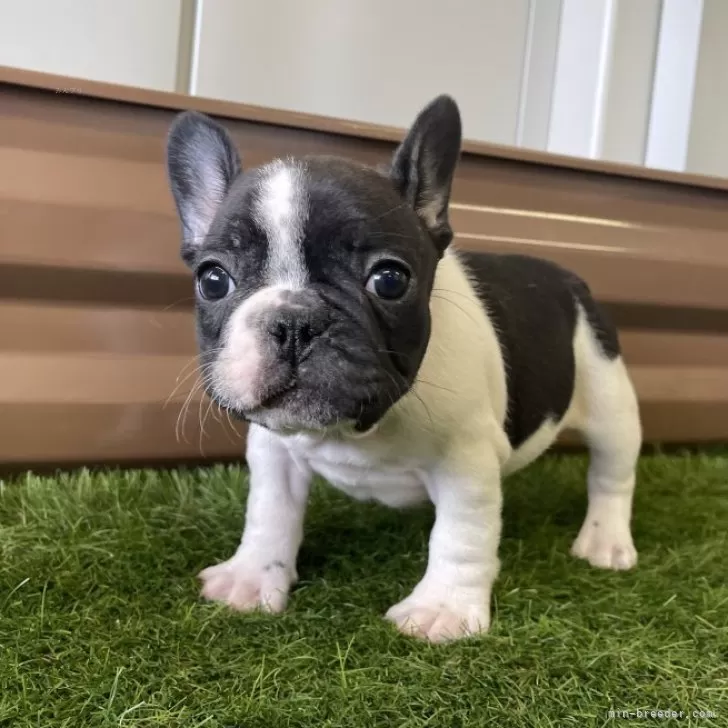 ID:2401-04835の子犬
