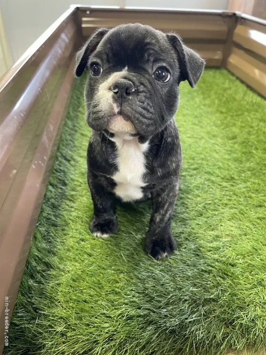 ID:2110-02430の子犬