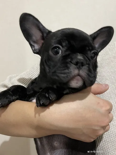 もか 様のお迎えした子犬