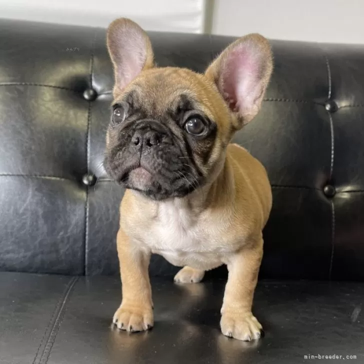 ID:2402-03383の子犬