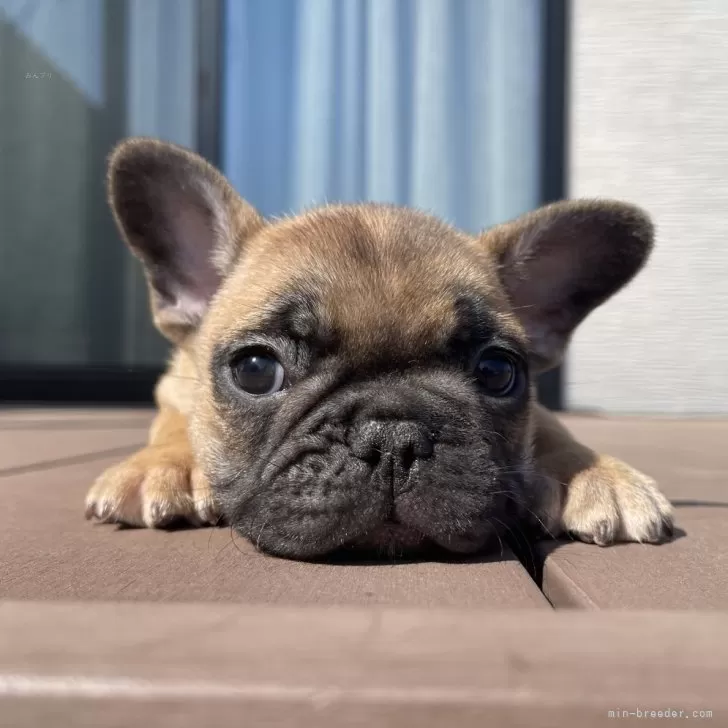 ID:2402-03380の子犬