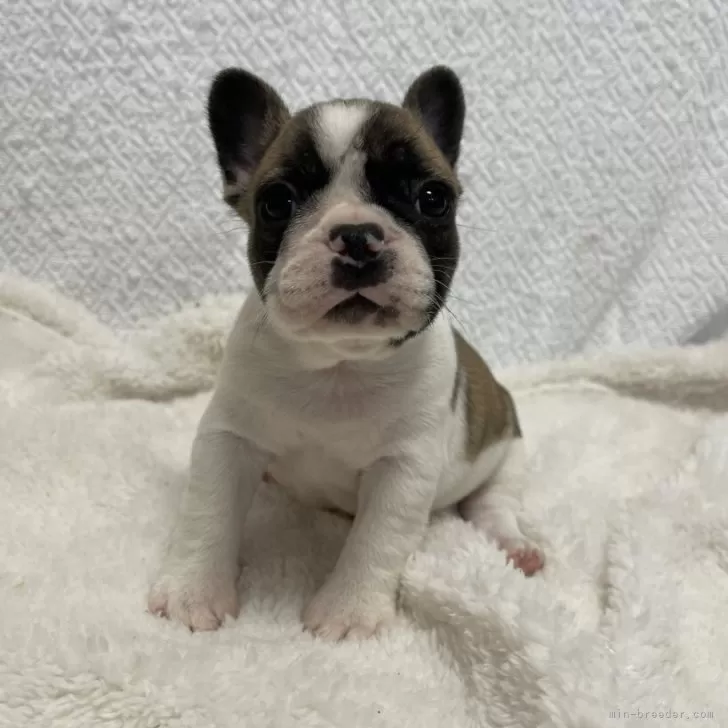 ID：2401-06661の子犬