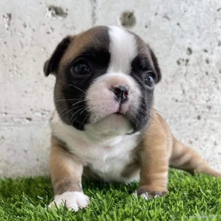 ID:2209-02578の子犬