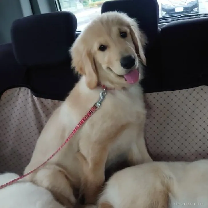 ID：2305-03576の子犬