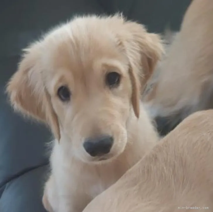 ID：2210-00787の子犬