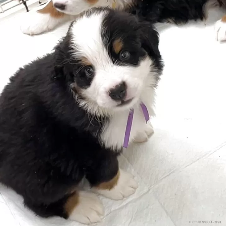 ID:2503-07717の子犬
