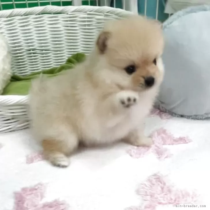 Ｉ.T 様のお迎えした子犬