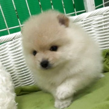 ポメラニアン【愛知県・女の子・2025年9月4日・クリーム】の写真「🌸10月31日までのネット販売限定デス。」
