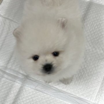ポメラニアン【愛知県・男の子・2025年9月4日・ホワイト】の写真「🍀10月31日までのネット販売限定です」