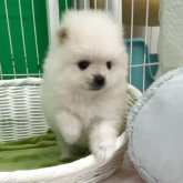 ポメラニアン