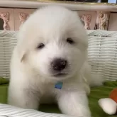 グレートピレニーズ