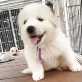 グレートピレニーズ【愛知県・女の子・2025年6月6日・ホワイト】の写真1