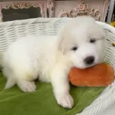 グレートピレニーズ