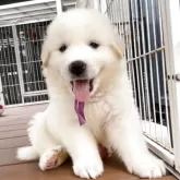 グレートピレニーズ【愛知県・女の子・2025年6月6日・ホワイト】の写真2