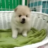 ポメラニアン【愛知県・女の子・2025年9月4日・クリーム】の写真5