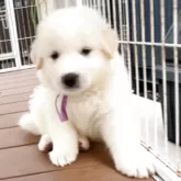 グレートピレニーズ【愛知県・女の子・2025年6月6日・ホワイト】の写真8