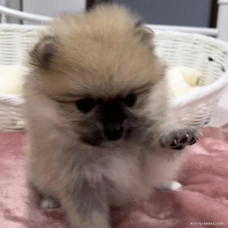 ID：2302-04331の子犬