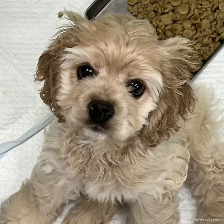 ID:2410-07514の子犬