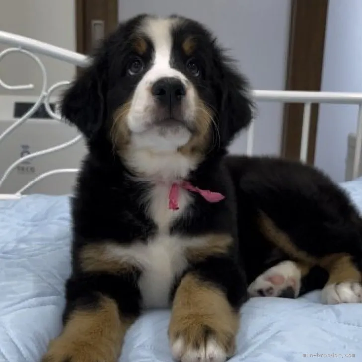 holicy 様のお迎えした子犬