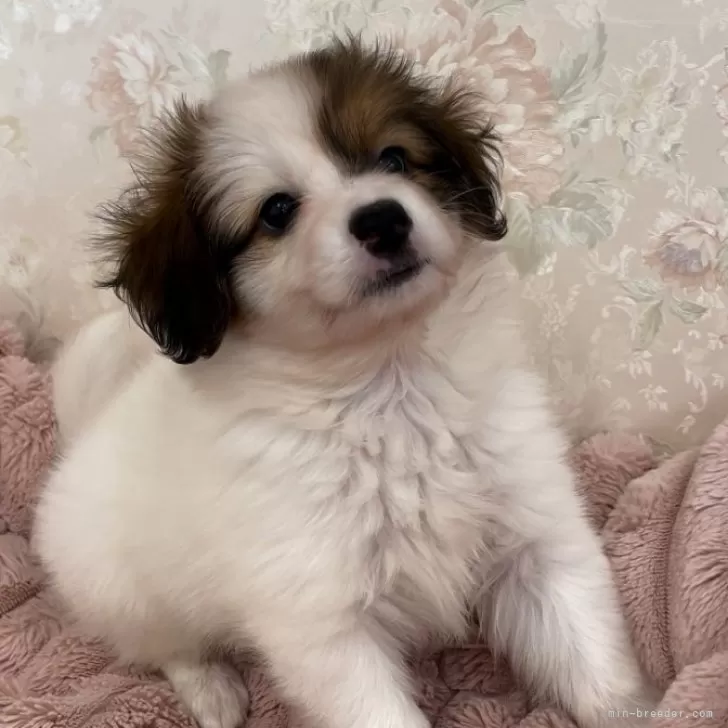 ID：2407-00890の子犬