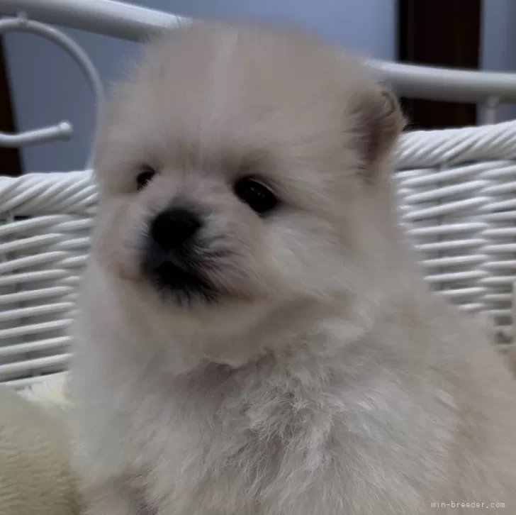 ID:2402-05410の子犬