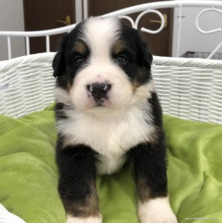 ID:2207-01908の子犬