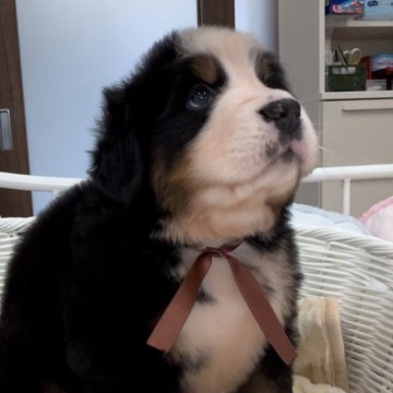 バーニーズ・マウンテン・ドッグ【愛知県・男の子・2024年1月1日・ブラックラスト&ホワイト】の写真「🍀一番大きい茶色kun 🐾2月27日お迎え」