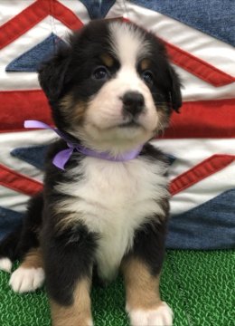 バーニーズ・マウンテン・ドッグ【愛知県・女の子・2022年9月14日・ブラックラストホワイト】の写真「🌸優しい女の子🐾ご見学&お迎え可能デス」