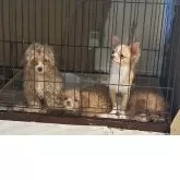 チワワ(ロング)【大阪府・女の子・2024年11月4日・クリーム&ホワイト】の写真4