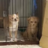 チワワ(ロング)【大阪府・女の子・2024年11月4日・クリーム&ホワイト】の写真3「あ、変顔になっちゃった🤣」