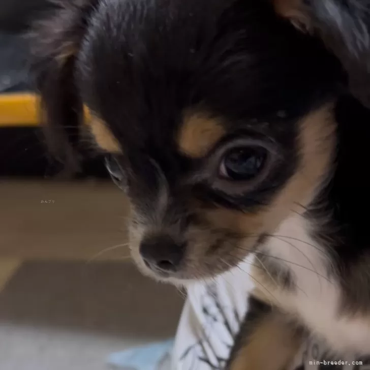 ID：2410-03745の子犬